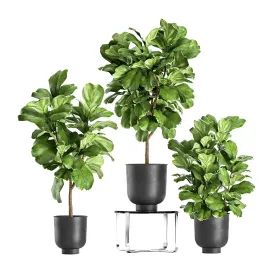 A collection of decorative trees with large leaves